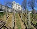 Les vignes du parc.