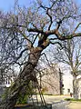 Arbre du jardin des Plantes de Paris.