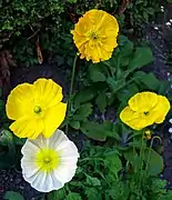 Papaver nudicaule à fleurs blanches et jaunes