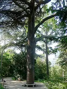 Jardin des Plantes de Paris, Cedrus libani de 1734.