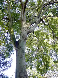 Celtis australis du Jardin des Plantes de Paris.