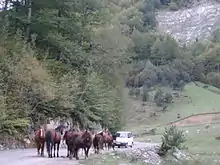 Sur une route au fonds d'une vallée, des chevaux cheminent tranquillement empêchant un véhicule de passer.
