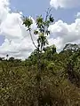 Jeune pied de Mahurea palustrisi  dans une savane proche du bagne des Annamites de Montsinéry (Guyane)