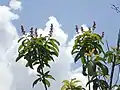 Rameaux fleuris de Mahurea palustrisi