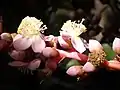 Inflorescence de Mahurea palustrisi
