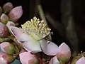 Fleur de Mahurea palustrisi
