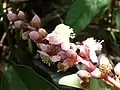 Inflorescence de Mahurea palustrisi