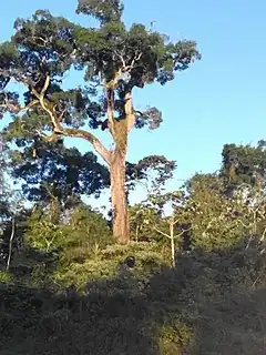 Palo rosa (aspidosperma polyneuron). C'est un arbre à croissance rapide (jusque 50 cm par an), dont le bois est utilisé notamment en menuiserie.