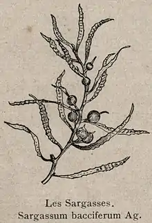 Les Sargasses. Sargassum bacciferum Ag. Année de publication :   Extrait de : Christophe Colomb vu par un marin (Page 126)