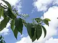 branche de Trichostigma octandrum portant des grappes de fleurs et de fruits