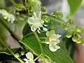grappe de fleurs de Trichostigma octandrum