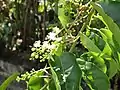 branche de Trichostigma octandrum portant des grappes de fleurs et de fruits
