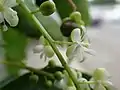 grappe de fleurs de Trichostigma octandrum