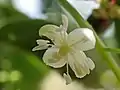 fleur de Trichostigma octandrum