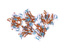 Image illustrative de l’article Dihydrolipoyl déshydrogénase