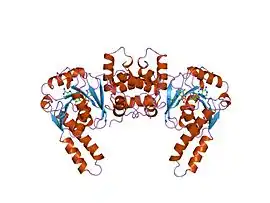 Image illustrative de l’article 3-Hydroxyacyl-CoA déshydrogénase