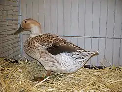 Cane à une exposition avicole allemande en 2013.