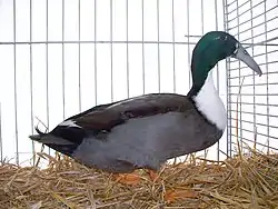 Mâle sauvage foncé à bavette