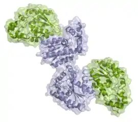 Image illustrative de l’article Phosphofructokinase-2