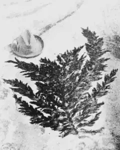 Description de l'image PSM V60 D213 Frond of desmarestia ligulata herbacea.png.