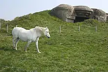 Photo d'un cheval gris en pâture.