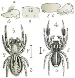 Description de l'image PZSL1889Plate02, Stegodyphus mimosarum.png.