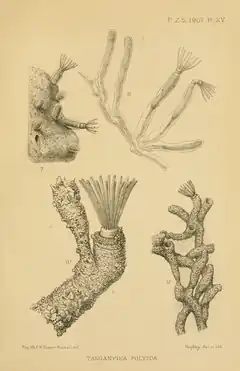 Fredericella sultana (Fredericellidae, en bas).