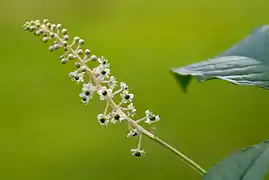 Inflorescence.