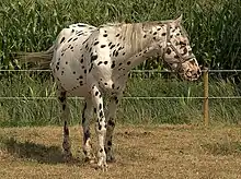 Cheval à la robe tachetée, vu de face, dans un paddock.