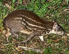 Cuniculus paca (Cuniculidae)