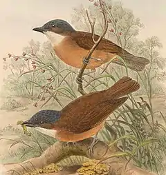 Description de l'image Pachycephala hyperythra - The Birds of New Guinea (cropped).jpg.