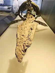 Vue de face de l'holotype.