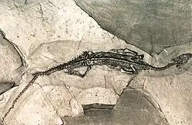 Image illustrative de l’article Site fossilifère du Monte San Giorgio
