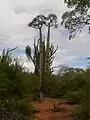 Pachypodium Lamerei (Apocynaceae), forêt épineuse à Mangily, à l'ouest de Madagascar