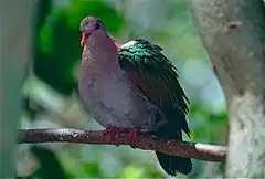 Description de l'image Pacific Emerald Dove (Chalcophaps longirostris), Kuranda Birdworld, Qld.jpg.