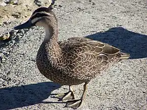 Description de l'image Pacific black duck bibra wa gnangarra.jpg.