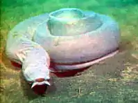 Description de l'image Pacific hagfish Myxine.jpg.
