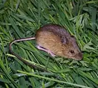 Description de l'image Pacific jumping mouse.jpeg.