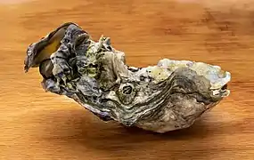 Une coquille de Magallana gigas d'environ 12 cm, trouvée en Suède. Deux huîtres plus petites y sont attachées, ainsi qu'une balane et le crampon d'une algue.