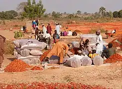 Séchage traditionnel de