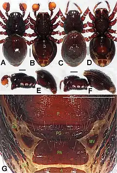 Description de l'image Paculla bukittimahensis (10.3897-zookeys.661.10677) Figure 1.jpg.