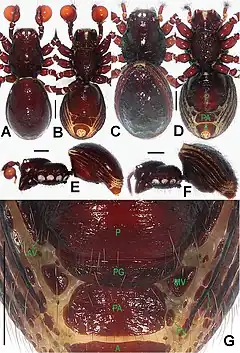 Description de l'image Paculla globosa (10.3897-zookeys.661.10677) Figure 4.jpg.