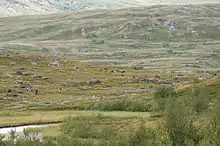 Troupeau de rennes près du lac Virihaure