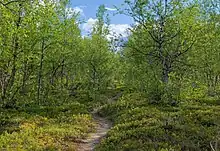 Forêt de bouleaux.