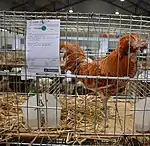 Coq Padoue nain chamois liseré blanc.