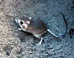 Description de l'image Padre Island kangaroo rat.jpg.