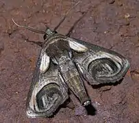 Euteliidae(Paectes oculatrix)