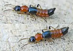 Paederus littoralis (Staphylinidae)