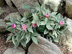 Paeonia cambessedesii (pivoine)