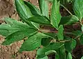 P. officinalis ssp officinalis, feuille.